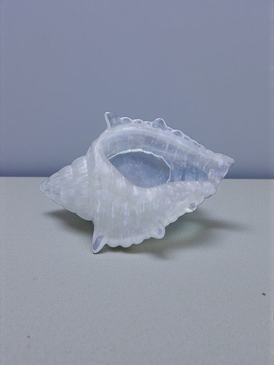 Artymunk3y iridescent glass seashell decorative object with pearlescent finish, coastal decor.